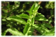 Stevia_feuilles